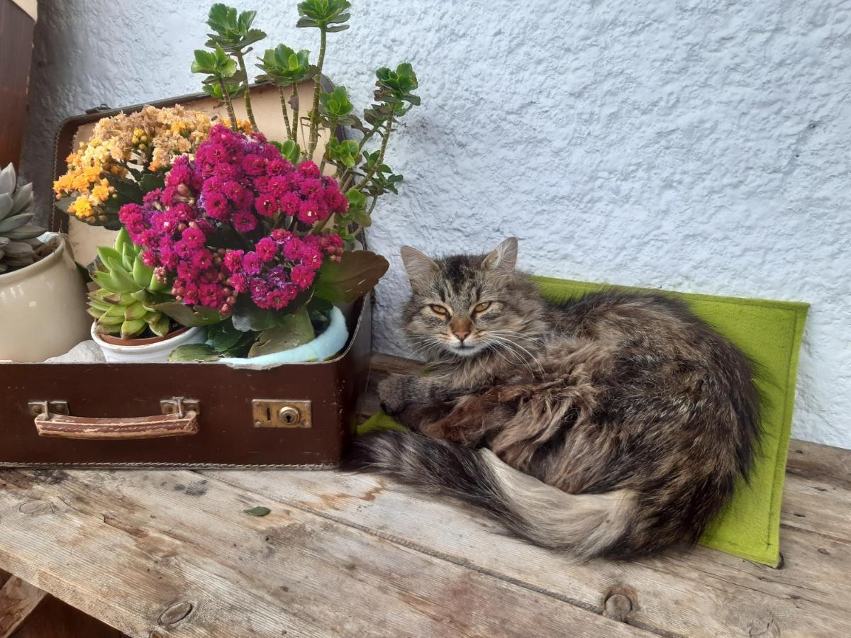 Bed & Breakfast Dolomiti Bey Haus Pinter Assling ภายนอก รูปภาพ